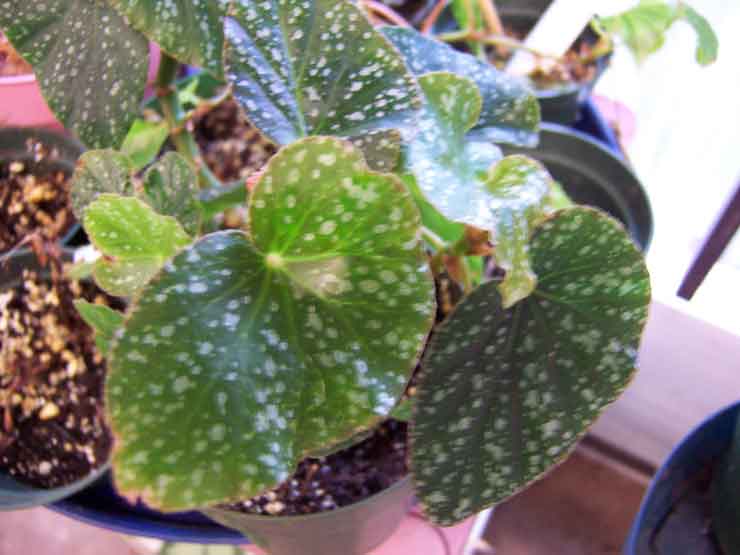 B. ‘Puck’